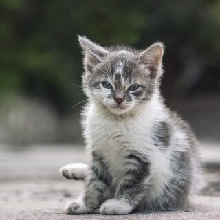 cats2_0415