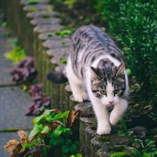cats2_0421