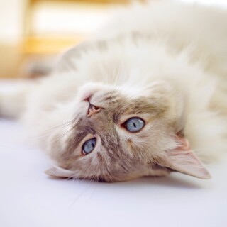 cats2_0432