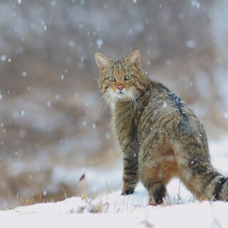 cats2_0439