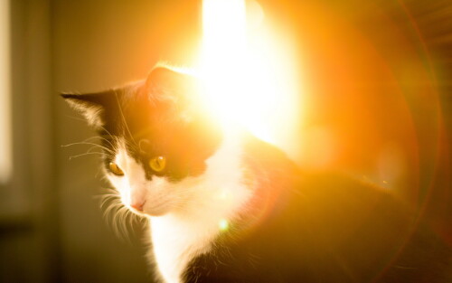 cats2_0444.jpg