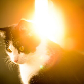 cats2_0444