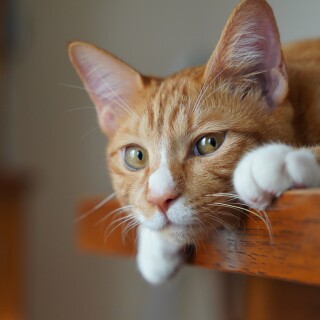 cats2_0445