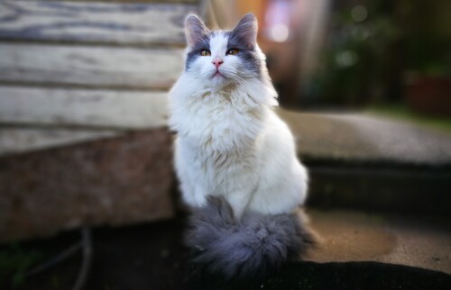 cats2_0449.jpg