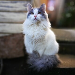 cats2_0449