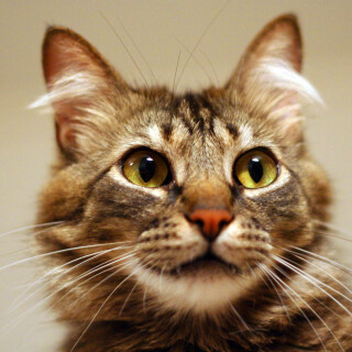 cats2_0453