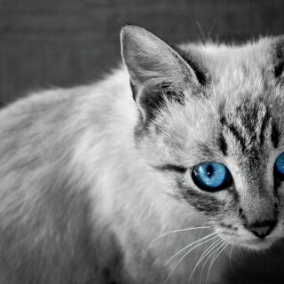 cats2_0458