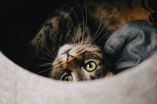 cats2_0460.jpg