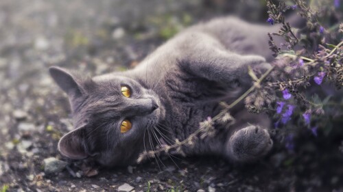 cats2_0463.jpg