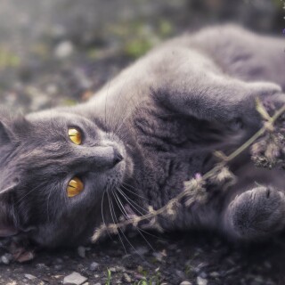 cats2_0463