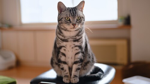 cats2_0466.jpg
