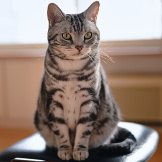 cats2_0466