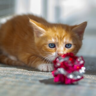 cats2_0471