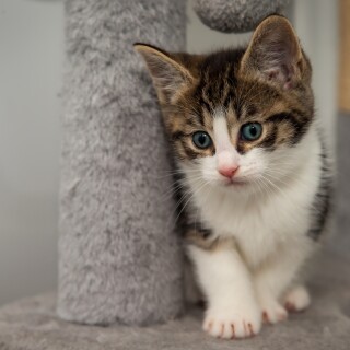 cats2_0472