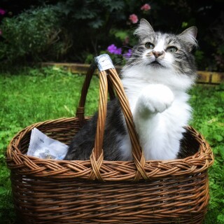 cats2_0473