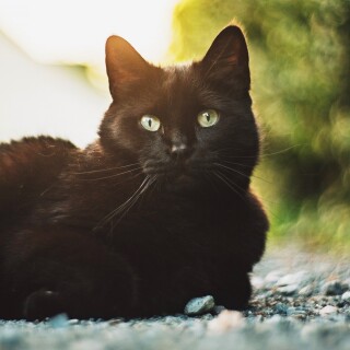 cats2_0474