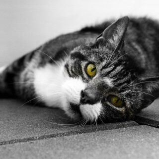 cats2_0475