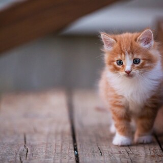 cats2_0483