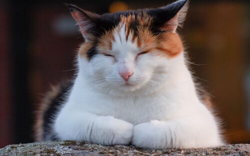 cats2_0484.jpg