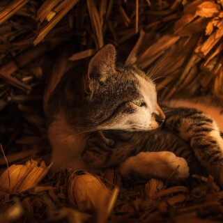 cats2_0487