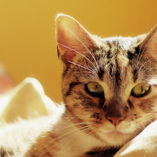 cats2_0488