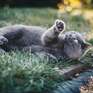 cats2_0489