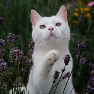 cats2_0490