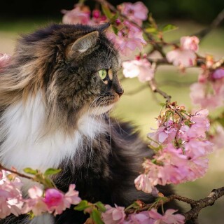 cats2_0494