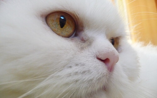 cats2_0497.jpg