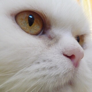 cats2_0497