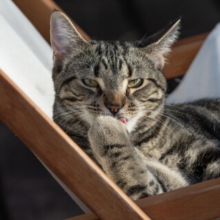 cats2_0504