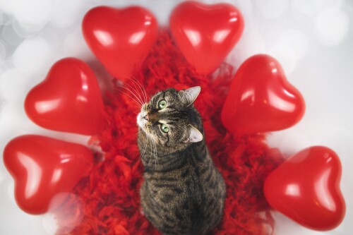 cats2_0514.jpg