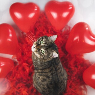 cats2_0514