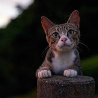 cats2_0519