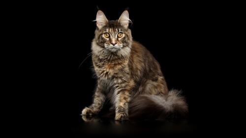 cats2_0520.jpg