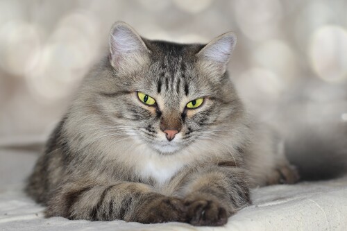 cats2_0521.jpg