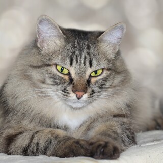 cats2_0521
