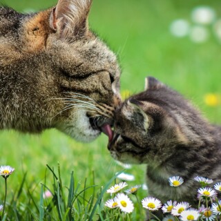 cats2_0524