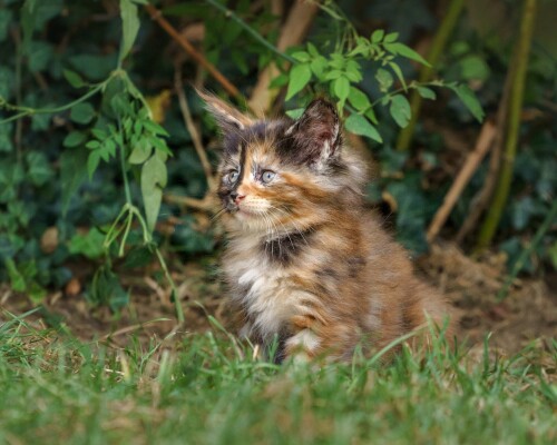 cats2_0527.jpg