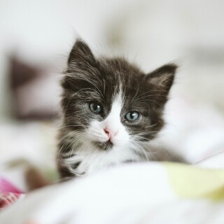 cats2_0532