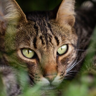 cats2_0534