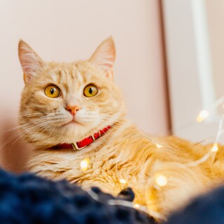cats2_0536