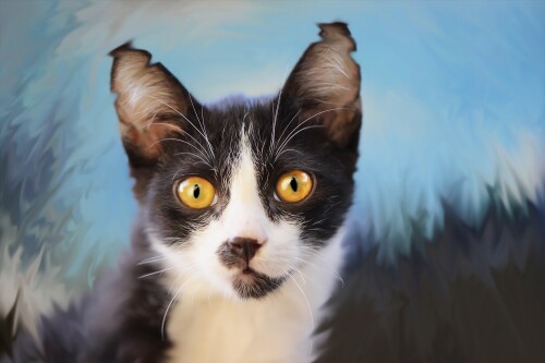 cats2_0551.jpg