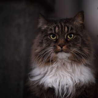 cats2_0553
