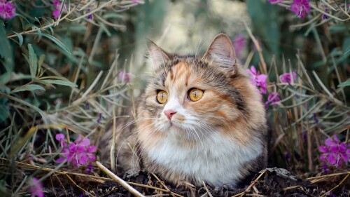 cats2_0562.jpg