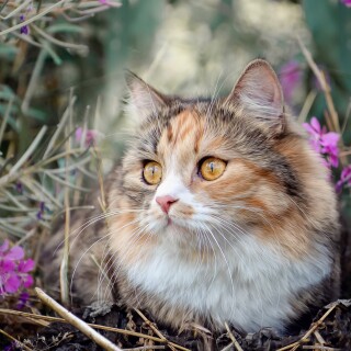 cats2_0562
