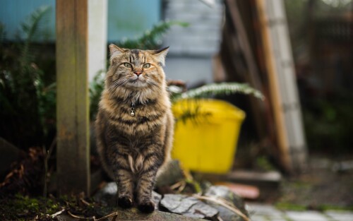 cats2_0565.jpg