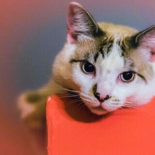 cats2_0570