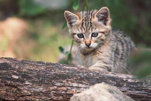 cats2_0573.jpg