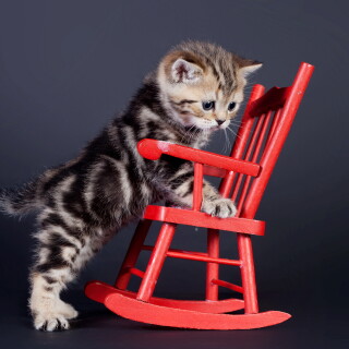 cats2_0578